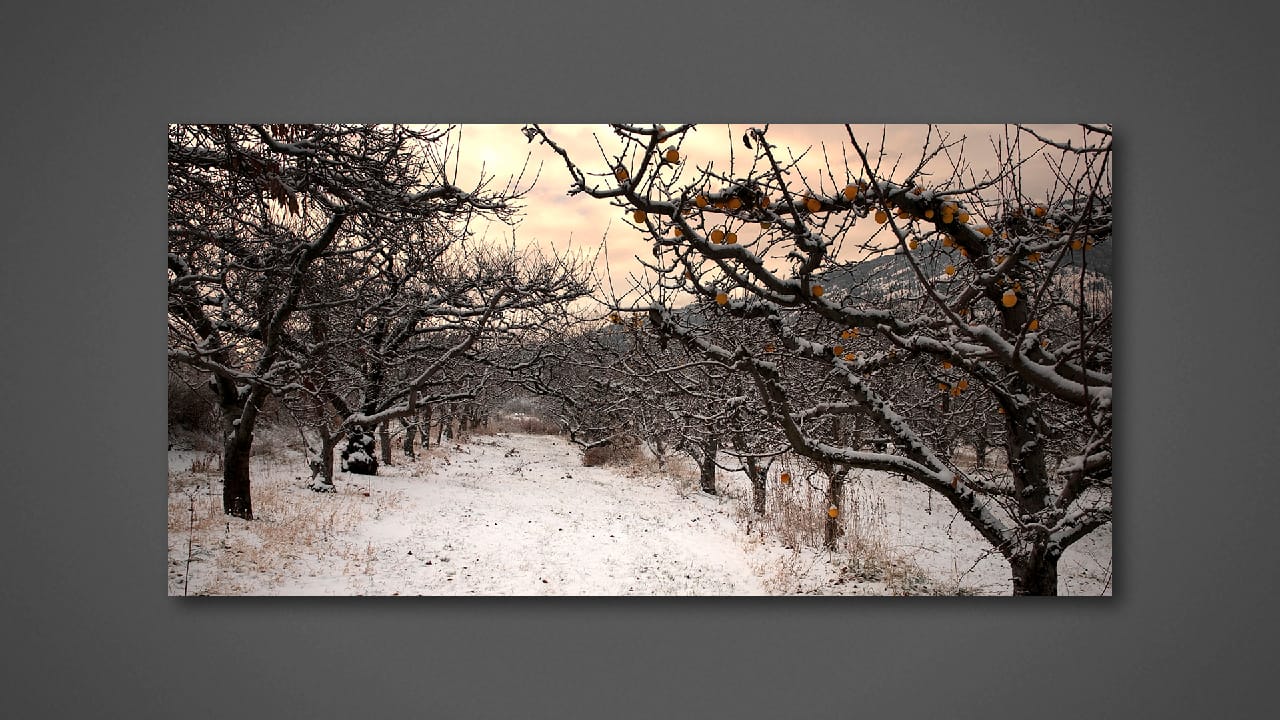 Winter Orchard